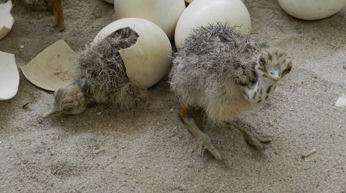 nature animal egg