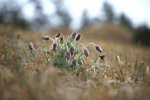 nature grass outdoors