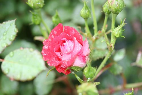 nature flower leaf