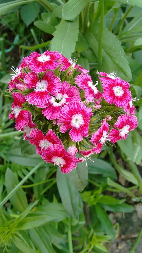 nature flower flora