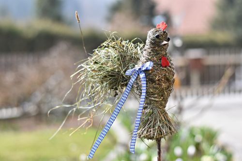 nature grass bird