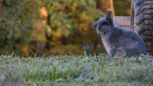 nature animal mammal