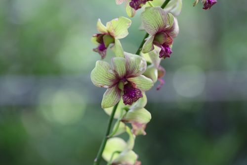 nature flora flower