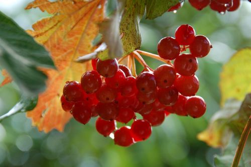 nature sheet fruit