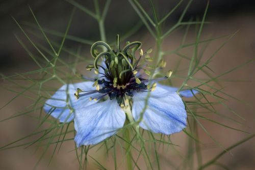 nature plant flower