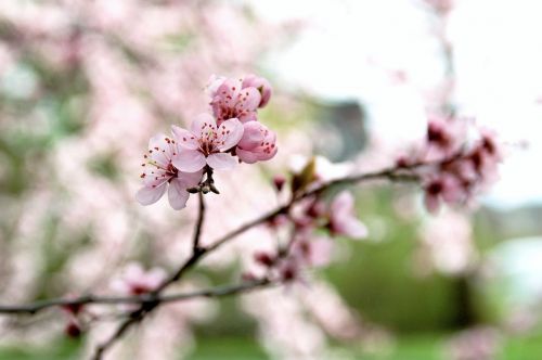 nature cherry branch