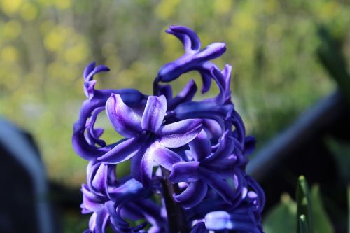 nature flower plant