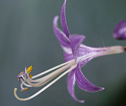 nature flower flora