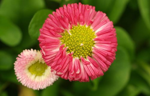 nature flower flora