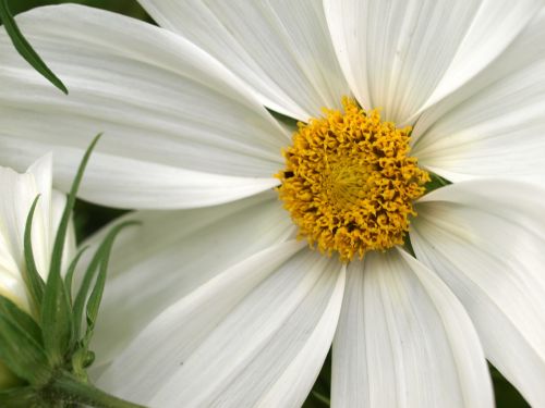 nature flora flower