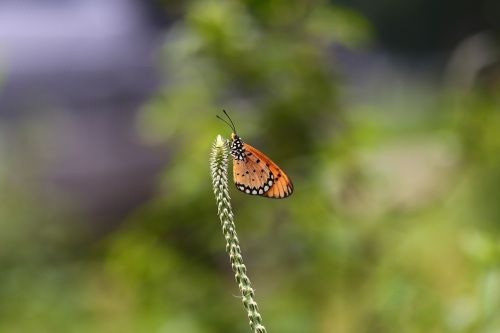 nature insect outdoors