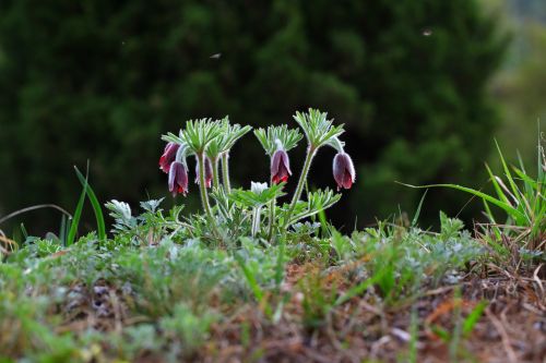 nature grass plants