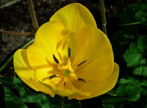 nature flower tulip