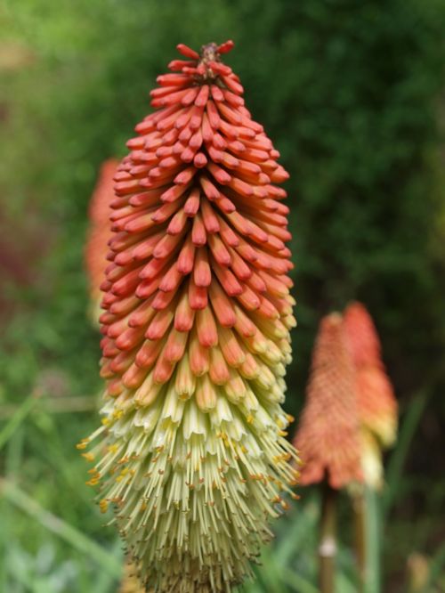 nature flora flower