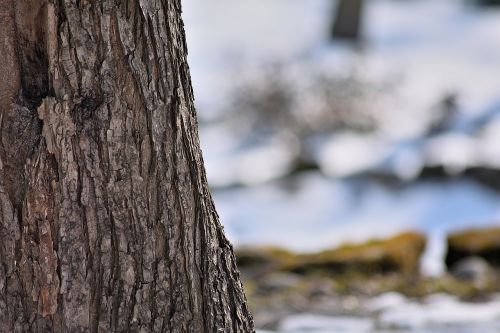 nature spring tree