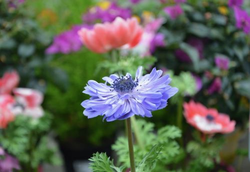 nature flower flower anemone blue