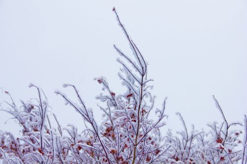 nature winter snow