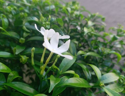 nature flora leaf