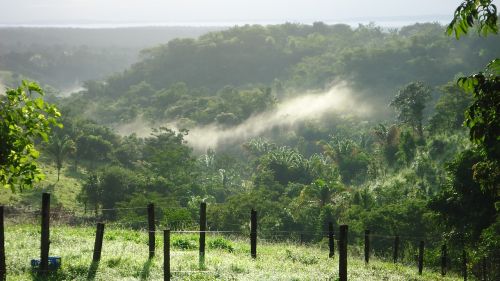 nature tree landscape