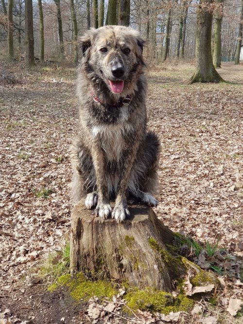 nature animal dog