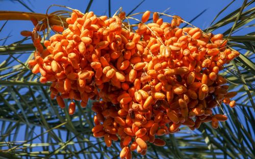 nature tree food