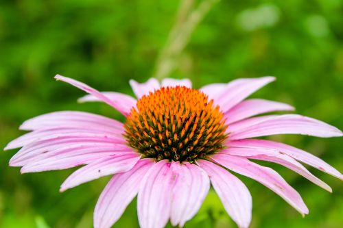 nature flower flora