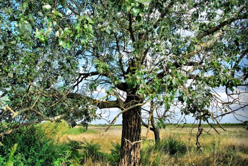 nature wood plant