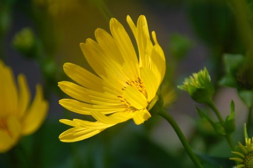 nature plant summer