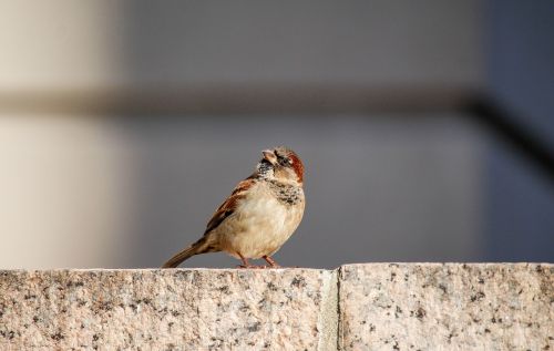 nature outdoors bird