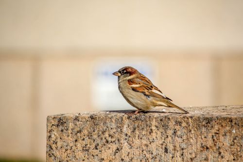 nature bird wildlife