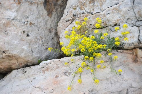 nature stone rock