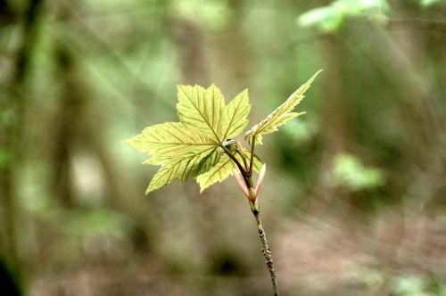 nature sheet plant