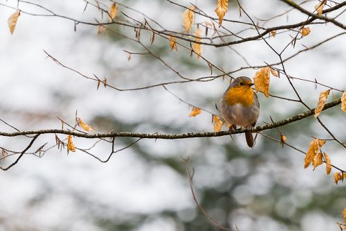 nature bird animal world