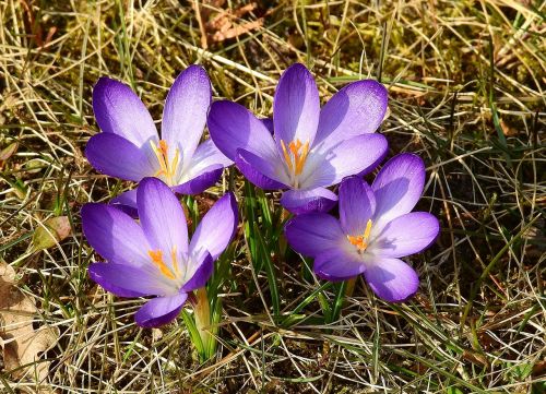 nature flower plant