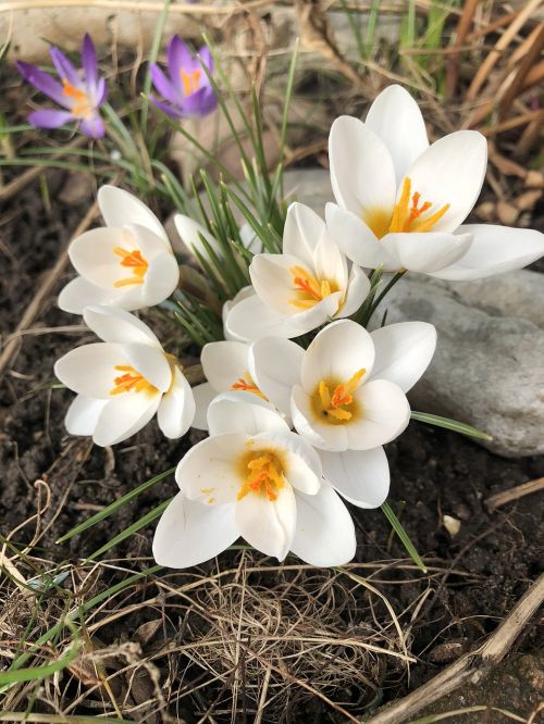 nature flower plant