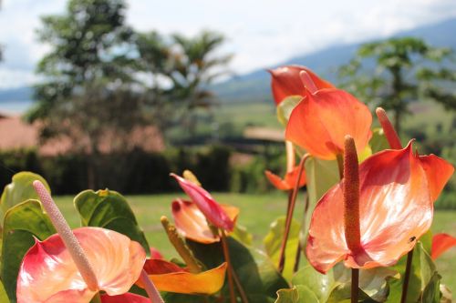 nature flower plant