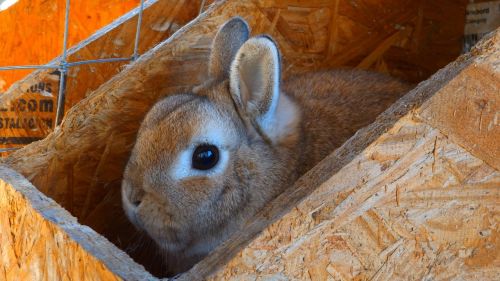 nature animal rabbit