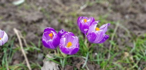 nature flower flora