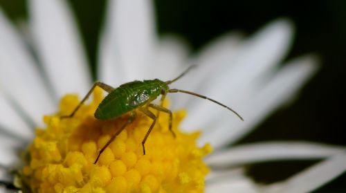 nature insect invertebrate