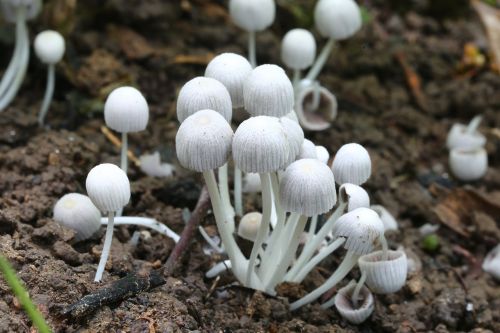 nature fungus flora