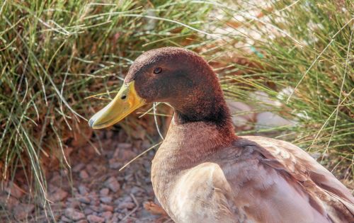 nature bird duck