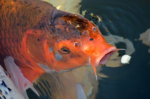 nature fish koi carp