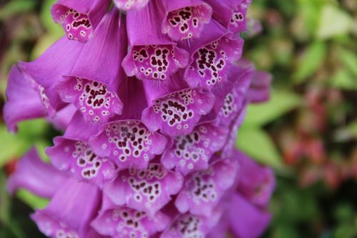 nature flower flora