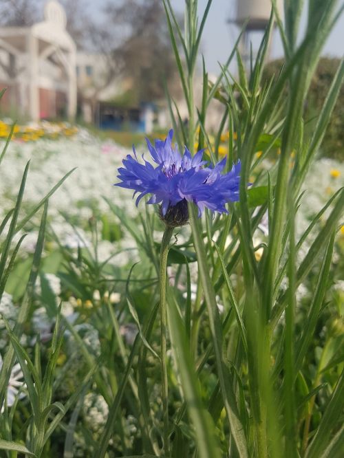 nature summer flora