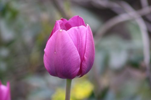 nature flower plant