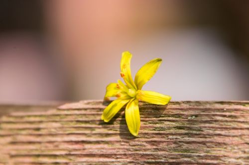 nature wood plant