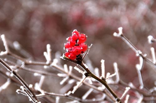 nature season winter