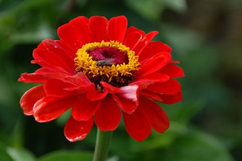 nature plant garden