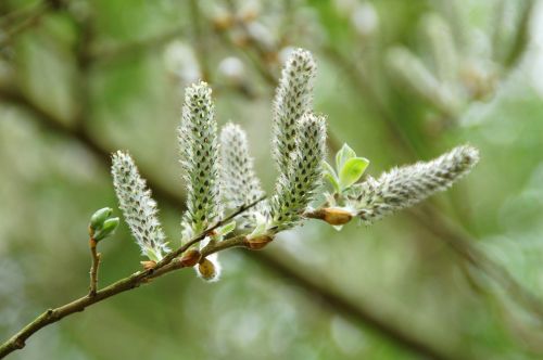 nature plant sheet