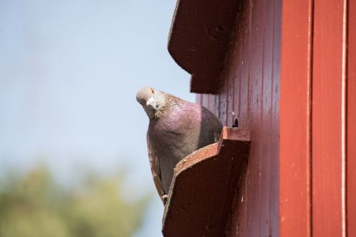 nature bird dove